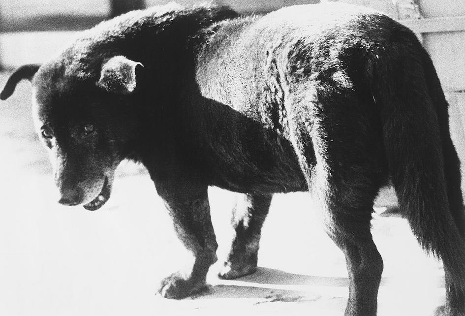 Stray Dog by Daido Moriyama