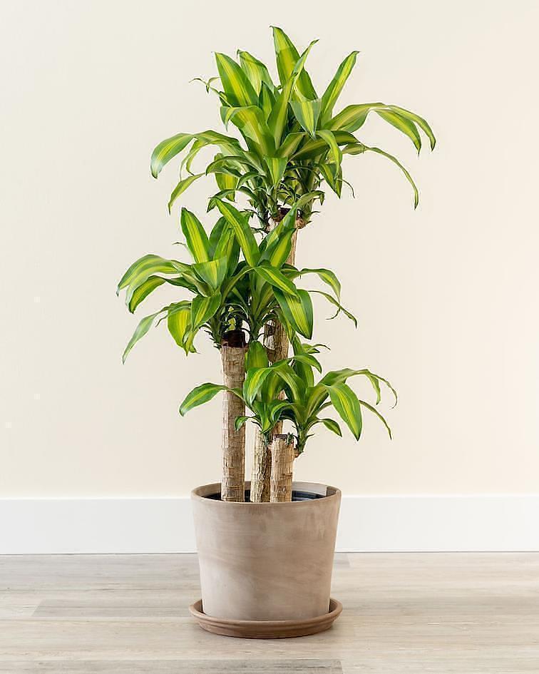Indoor Plant