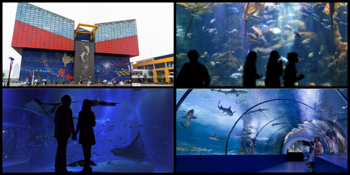 Kaiyukan Aquarium - أفضل الأماكن السياحية في أوساكا اليابان