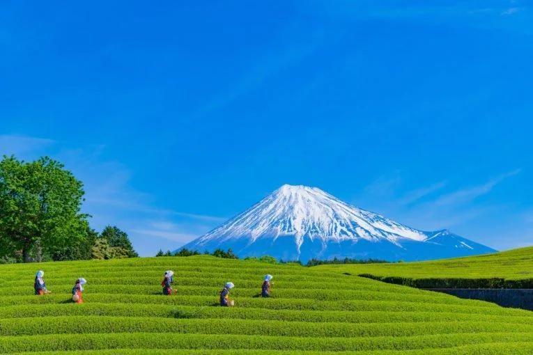 Plantação de chá em Shizuoka, Japão