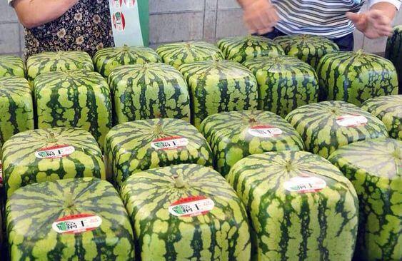 Square Watermelon in Japan