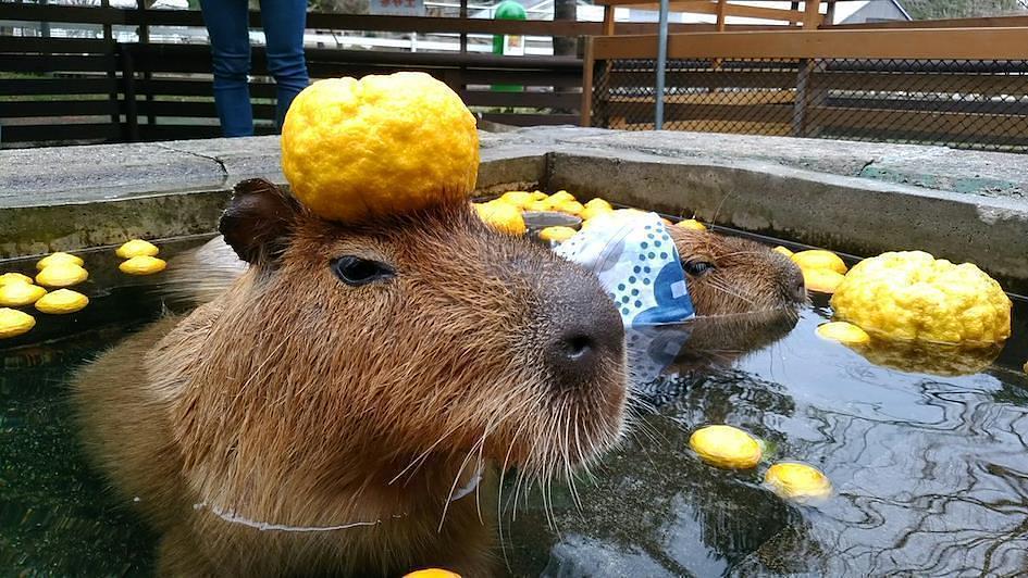 Onsen et bains au Yuzu