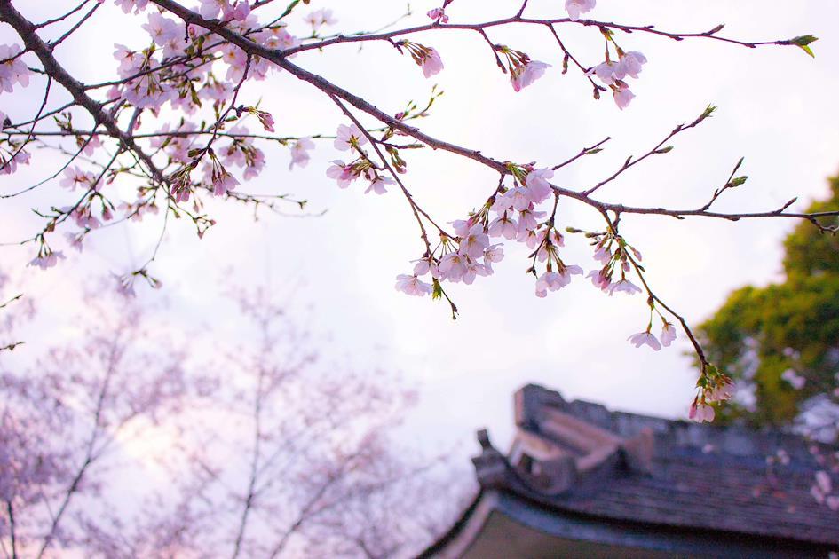 Sakura Cherry Blossom in Japan