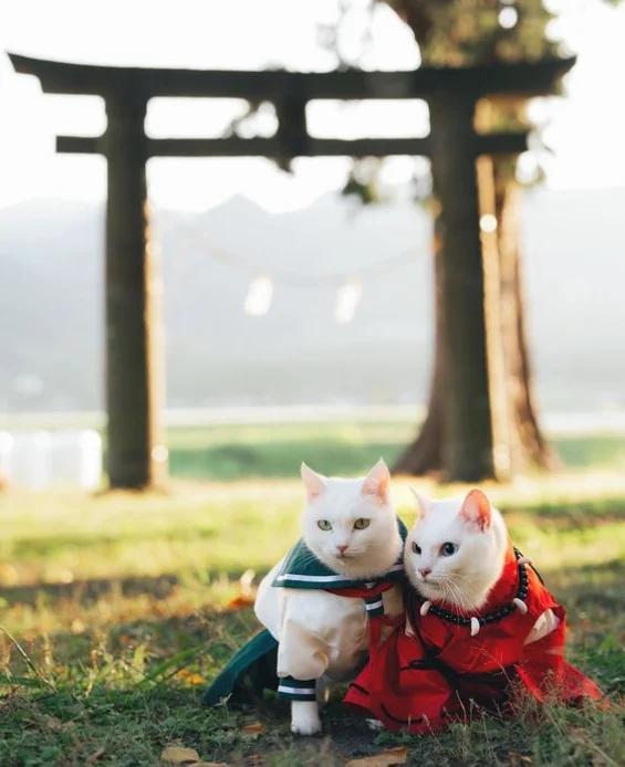 Gatinhos vestidos de Kagome e Inuyasha