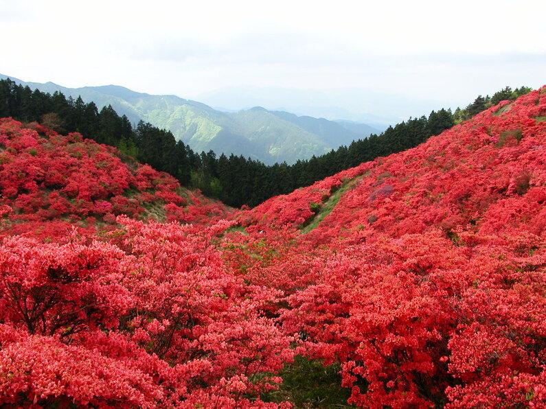 大和葛城山