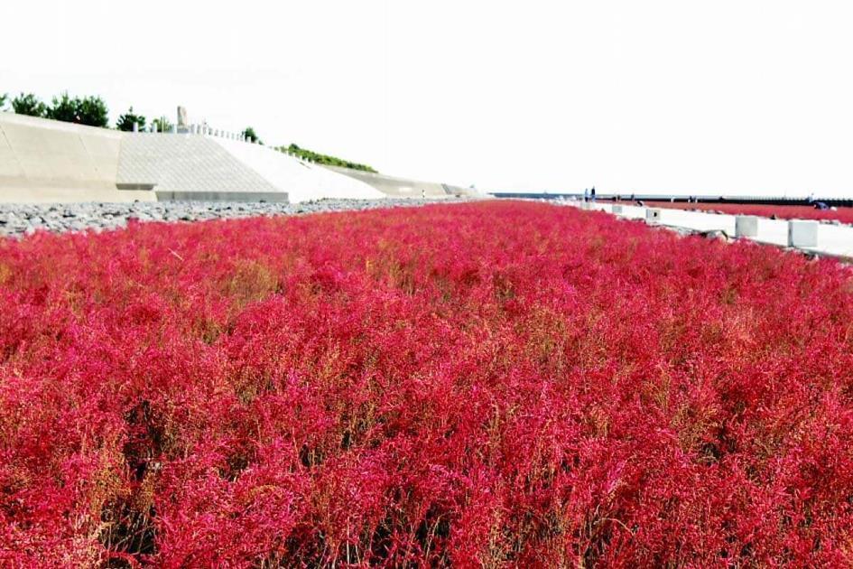 Осенняя листва в море, залив Ариаке, Сага