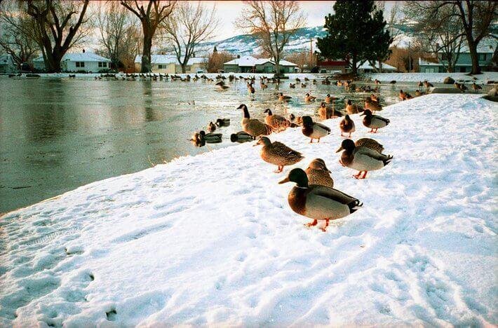 Patos en la nieve junto a un lago capturados con una Contax T2. Foto cortesía de Lomography