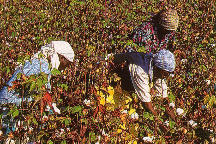 Champs de Coton pour jeans et denim Zimbabwe