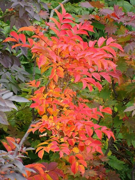 Japanese lacquer tree