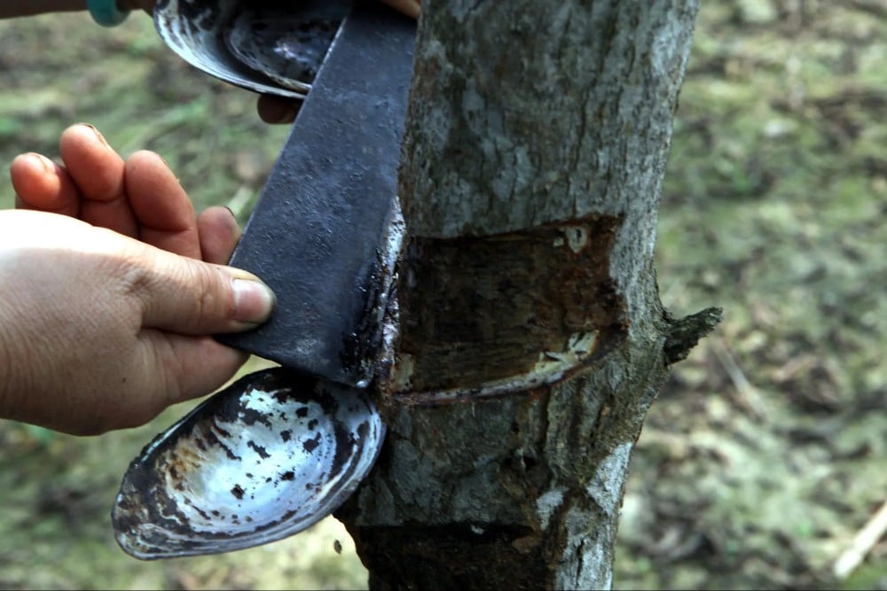 Extracting natural lacquer from a tree