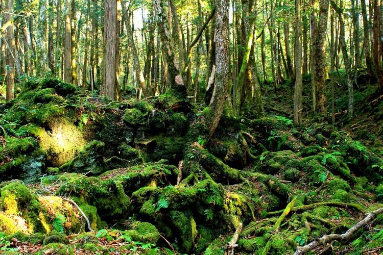 ліс Аокігахара вдень